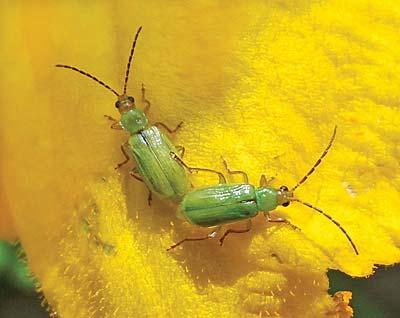 A common species in the Midwest is the goldenrod soldier beetle. Bad Guys Goldenrod solider beetle. Most gardeners are more aware of the plant feeding (phytophagous) beetles than the predatory types.