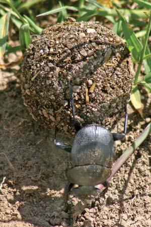 Scarab beetles Family Scarabaeidae Scarab beetles, including dung beetles, chafers and others, are oval or elongate and convex with heavy bodies.