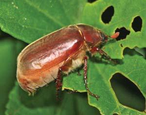 The most signifi cant scarab pests in gardens A scarab beetle feeds on a leaf. are the chafers or white grubs.