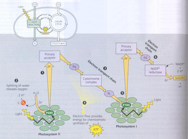 PSU : Photosynthetic Unit = Antennae +