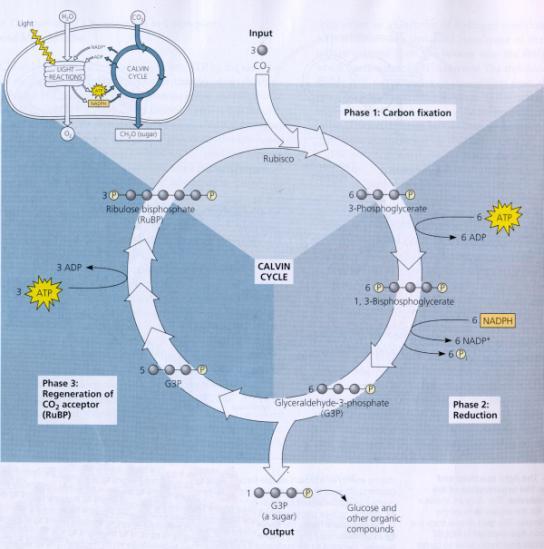 Calvin Cycle: C fixation from CO 2 to sugar using energy from ATP and NADPH 5