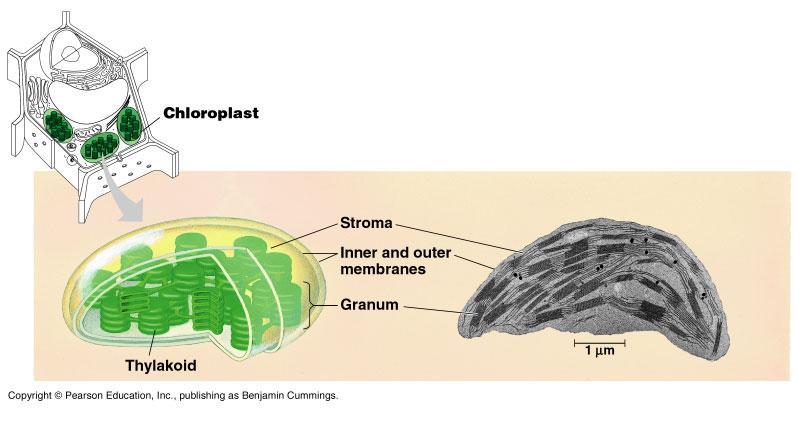 pigments are Stroma - space between inner membrane and thylakoids Granum (pl: grana)