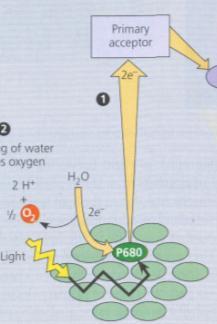 channel energy to Chl a PSU : Photosynthetic Unit = Antennae + rxn
