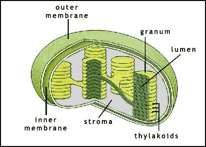 Chloroplast Structure Inner membrane called the thylakoid membrane. Thickened regions called thylakoids.