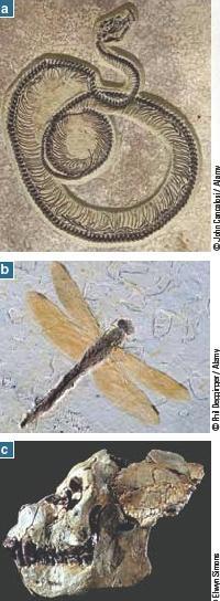 What are Fossils and How Do They Form? Fossils are the traces of ancient organisms.