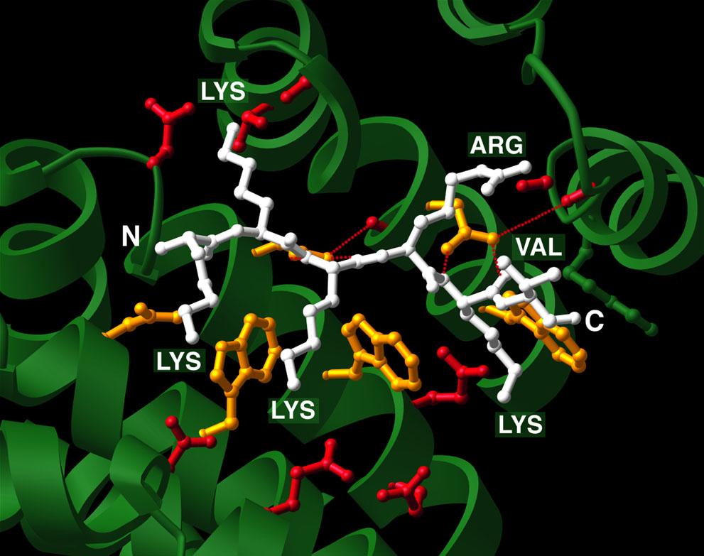 NLS larger binding site SV40 NLS: KKKRKV Asn residues
