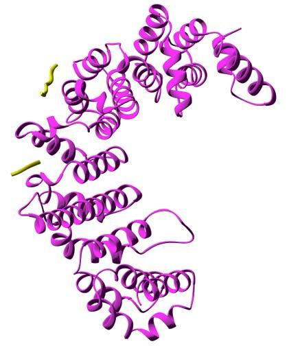 α imp β imp The import complex docks to the NPC via the binding of importin β to nucleoporins α imp β - IBB domain of α (Cingolani et al., 99) β fragment - FxFG of Nsp1 (Bayliss et al.