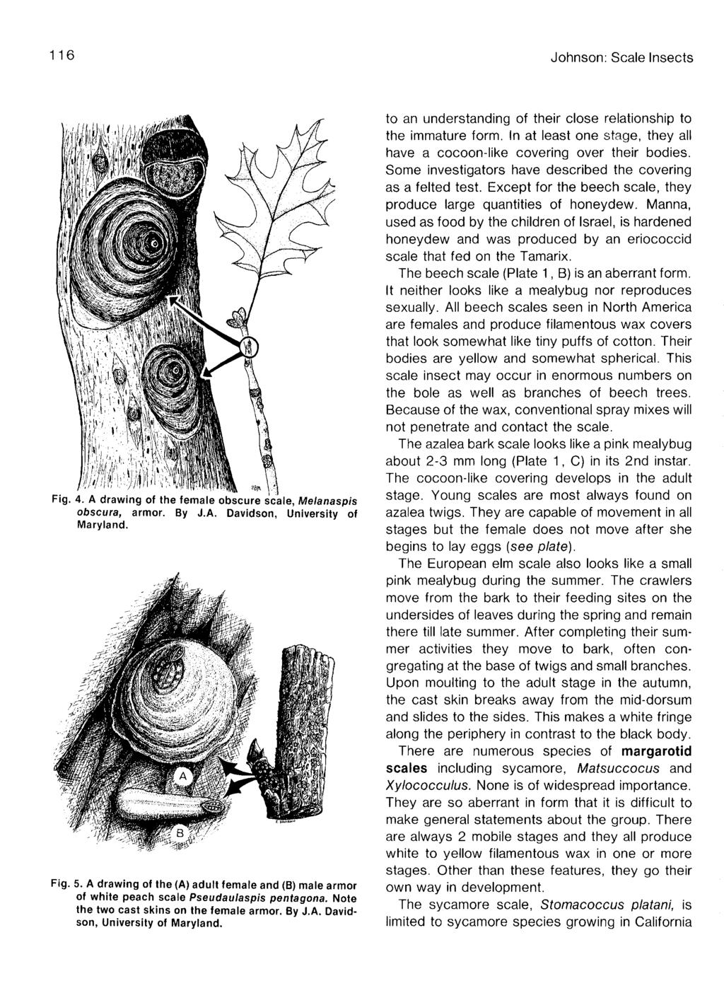 116 Johnson: Scale Insects Fig. 4. A drawing of the female obscure scale, Melanaspis obscura, armor. By J.A. Davidson, University of Maryland. Fig. 5.