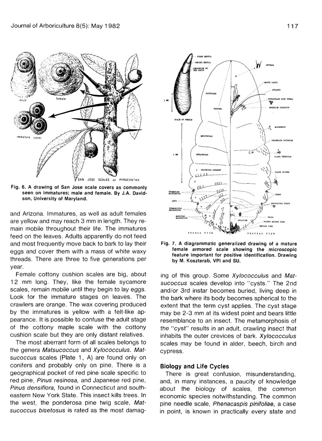 Journal of Arboriculture 8(5): May 1 982 117 Fig. 6. A drawing of San Jose scale covers as commonly seen on immatures; male and female. By J.A. Davidson, University of Maryland. and Arizona.