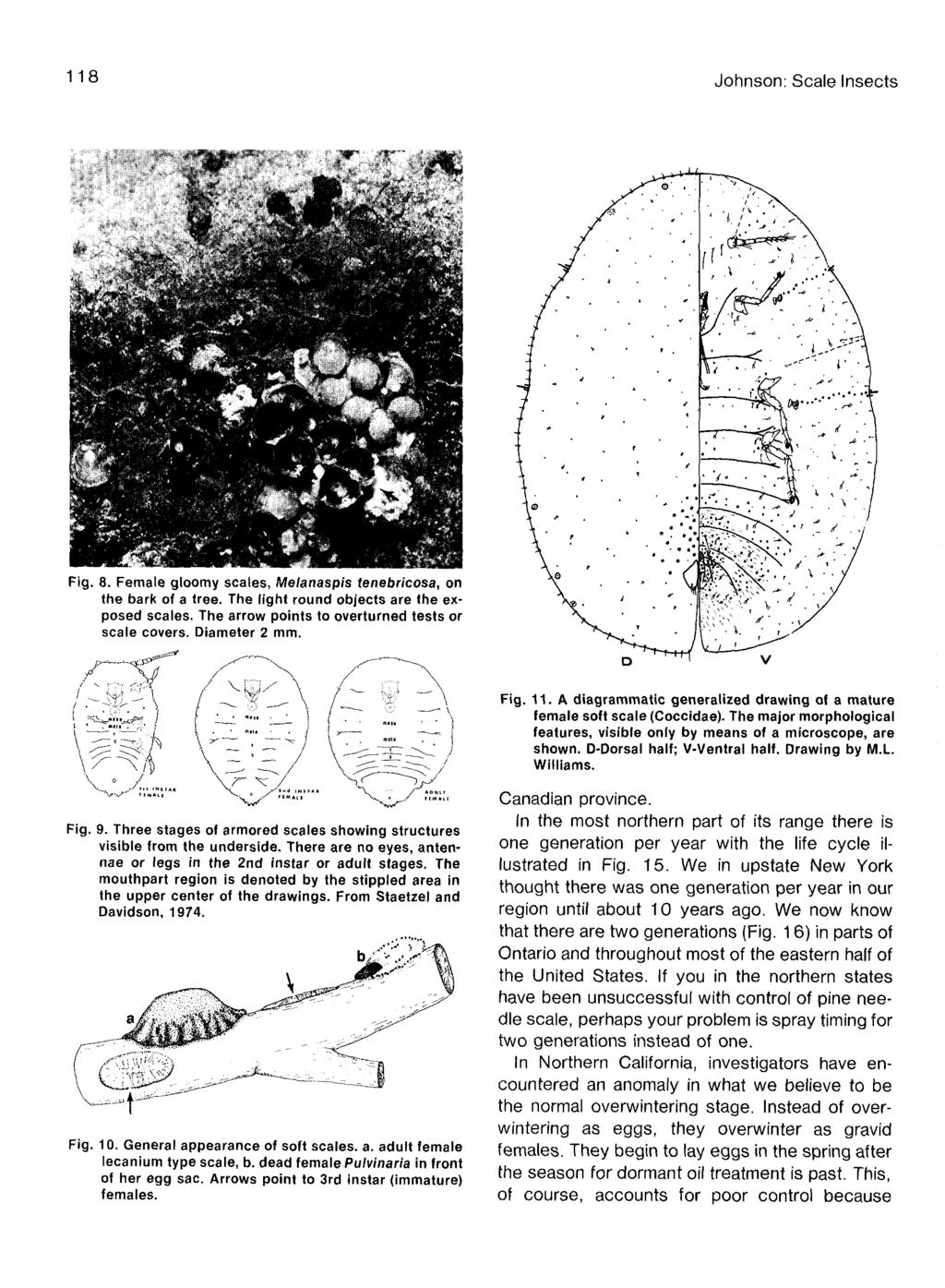 118 Johnson: Scale Insects Fig. 8. Female gloomy scales, Melanaspis tenebricosa, on the bark of a tree. The light round objects are the exposed scales.