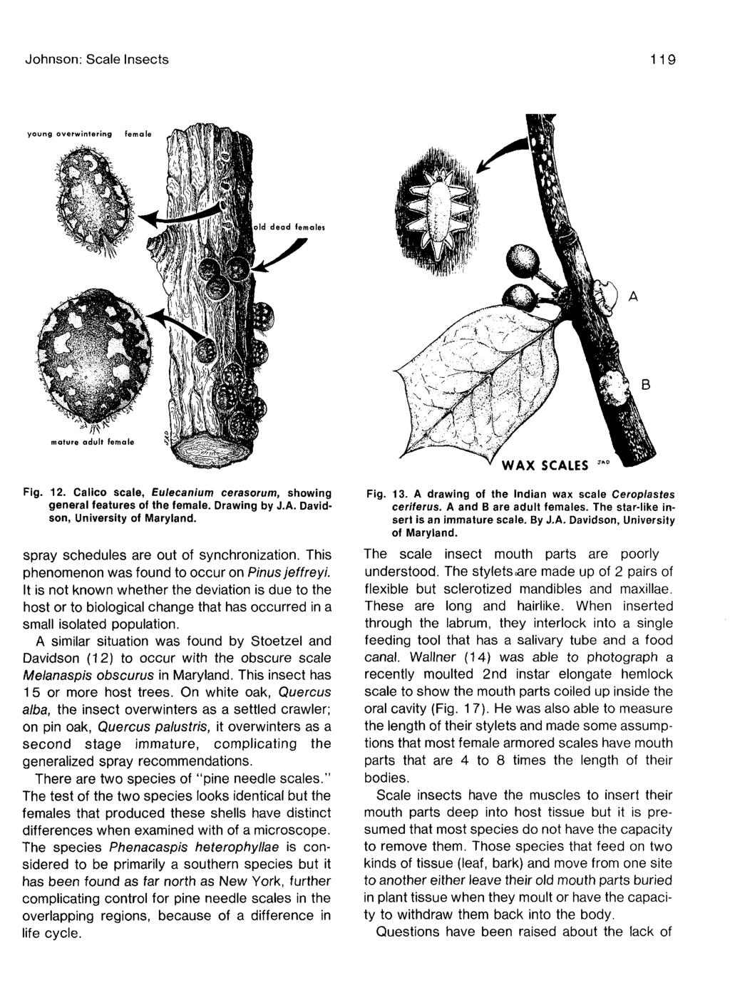Johnson: Scale Insects 119 young overwintering Id dead females B mature adult femal< WAX SCALES Fig. 12. Calico scale, Eulecanium cerasorum, showing general features of the female. Drawing by J.A. Davidson, University of Maryland.