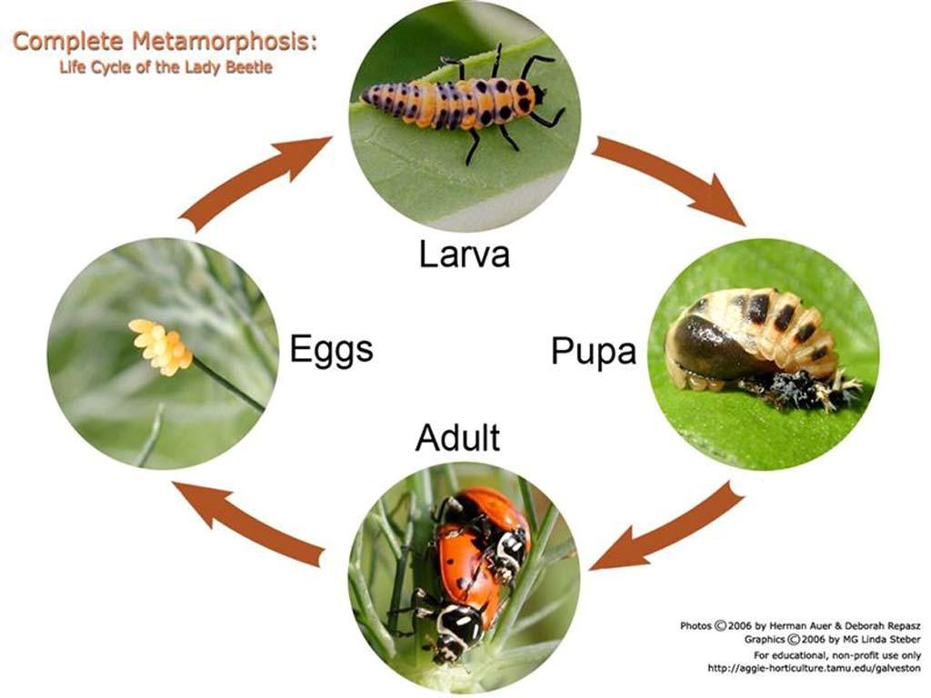 Insect Life Cycle Metamorphosis can be complete and incomplete.