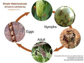 Insect Life Cycle Incomplete metamorphosis includes 3 stages: egg, nymph,