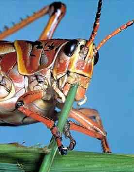 Insects- Obtaining Food Insects feed