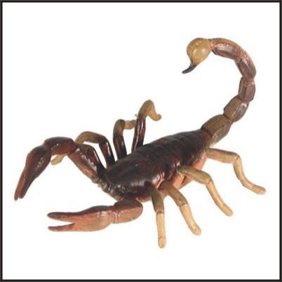 Scorpions Scorpions are arachnids that have a sharp, poison-filled stinger at the end of their