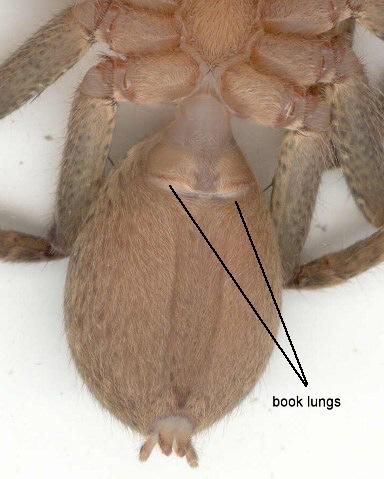 Spiders Spiders cannot chew their food, so they release enzymes into their prey that help digest it.