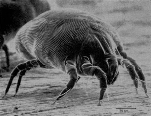 Mites Most mites are plant and animal parasites. However, some are not parasites.