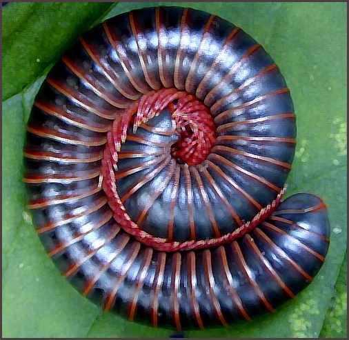 Centipedes and Millipedes Centipedes and Millipedes have long