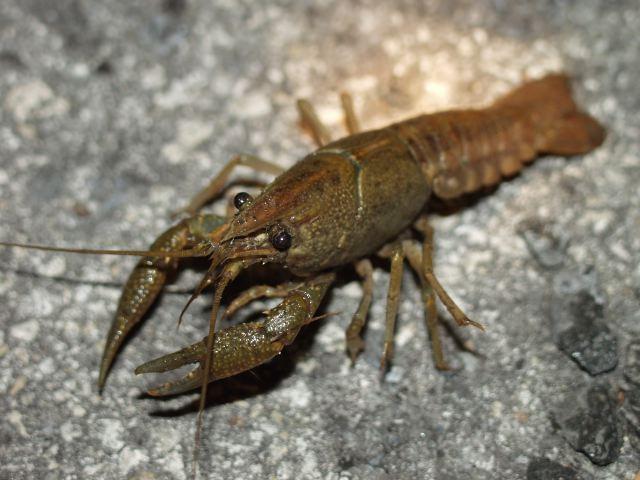 Crustaceans Crustaceans have one or two pairs of antennae and mandibles,, which are used for