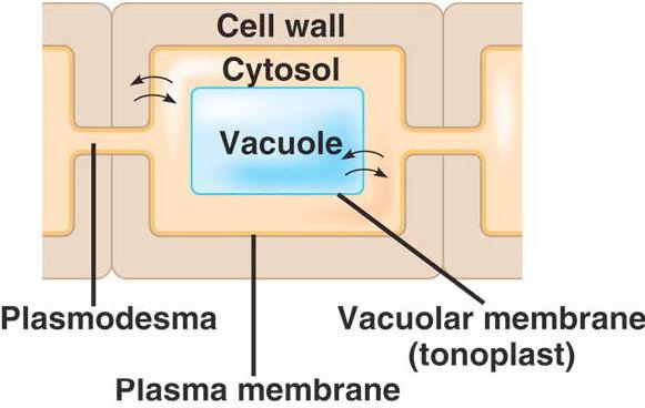Short Distance (Cell-to-Cell) Transport Compartmentalized plant cells o Cell wall o Cell membrane Cytosol o Vacuole Movement from Cell to Cell o Move through cytosol
