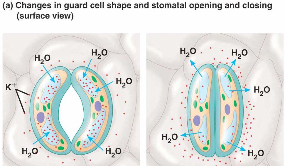 Regulation of Stomates Microfibril Mechanism o Guard cells attached at tips o Microfibrils in cell walls Elongate causing cells to arch open = open stomate Shorten = close when water is lost Ion