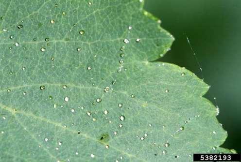 Honeydew Producing Insects* Aphids Soft scales Whiteflies Mealybugs