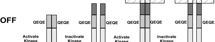 Figure 4. Illustration of the structural elements involved in chemoreceptor control of CheA kinase activity in the absence of CheRB. (A) In the absence of receptors, CheA activity is minimal.