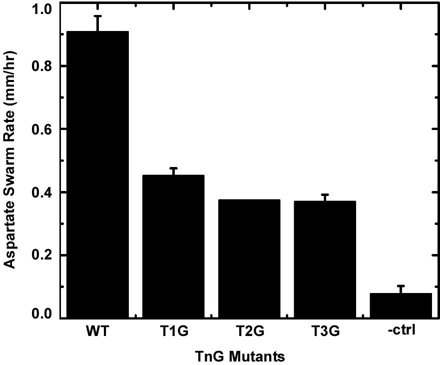 Figure 8. The aspartate chemotaxis-ring expansion rates of cells expressing the TnG mutant receptors.