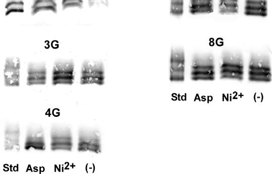 Figure 16. Adaptive methylation of the ng mutant receptors in vivo.