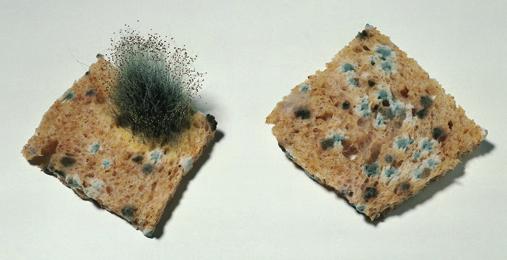 Mould spores carried in the air have landed on the food and grown into a mycelium of hyphae (Figure 2.7). The thread-like hyphae of Mucor have cell walls surrounding their cytoplasm.