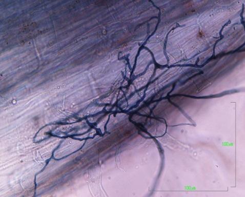 Results In roots, AMF and DSE have different morphologies and form different structures that make possible their identification by microscopic examination