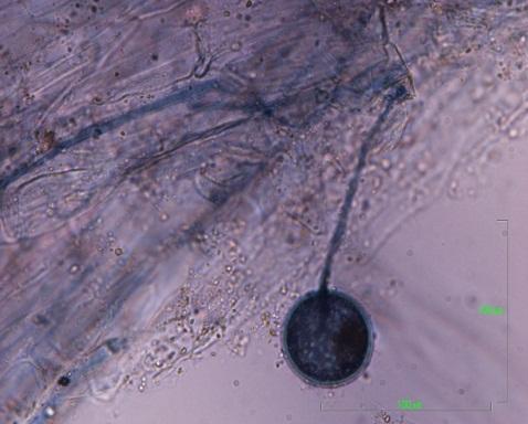 Melanized hyphae and microsclerotia were formed by DSE in the roots of the different crops roots (Fig.