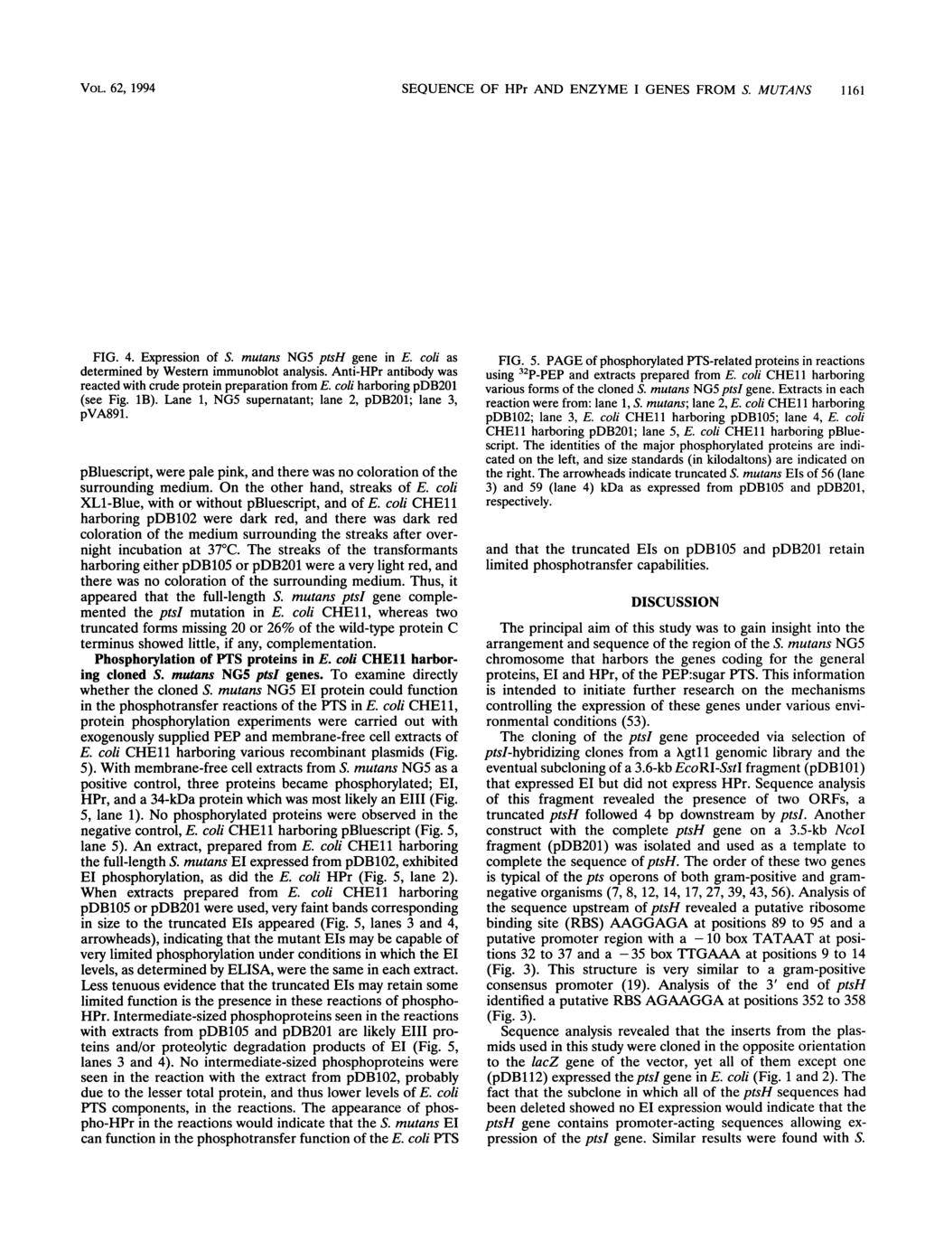 VOL. 62, 1994 SEQUENCE OF HPr AND ENZYME I GENES FROM S. MUTANS 1161 1 2 3-68 -43-29 FIG. 4. Expression of S. mutans NG5 ptsh gene in E. coli as determined by Western immunoblot analysis.