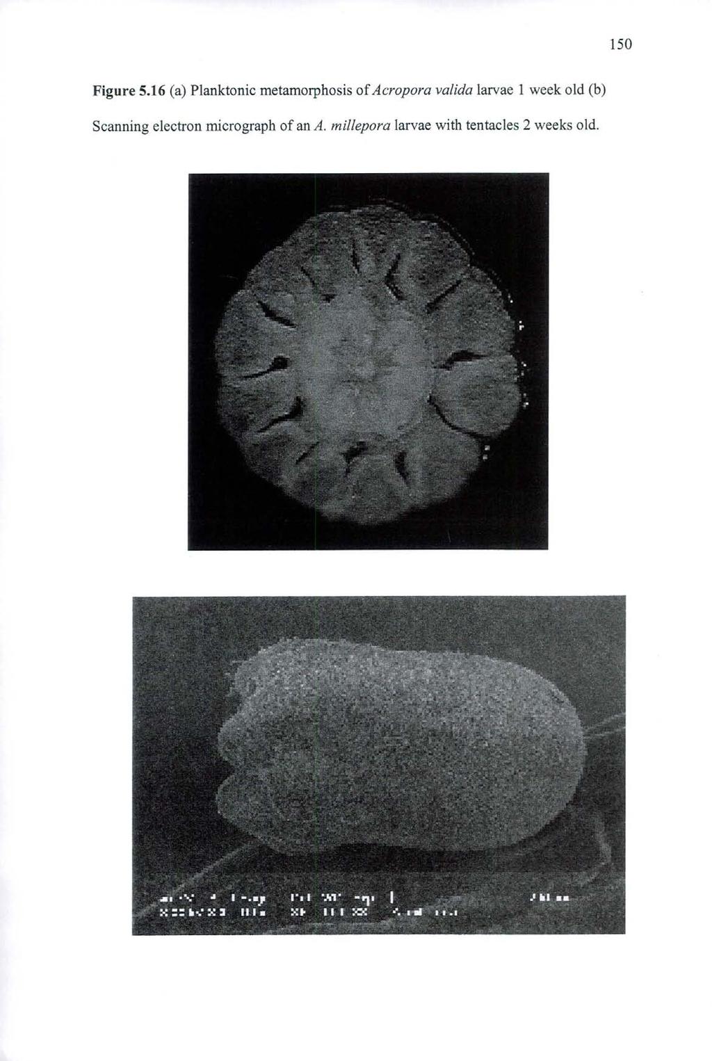 150 Figure 5.16 (a) Planktonic metamorphosis of Acropora valida larvae 1 week old (b) Scanning electron micrograph of an A.