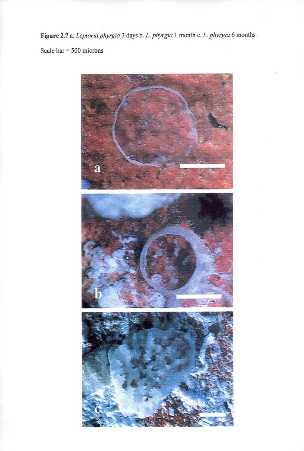 Figure 2.7 a. Leptoria phyrgia 3 days b. L. phyrgia 1 month c.