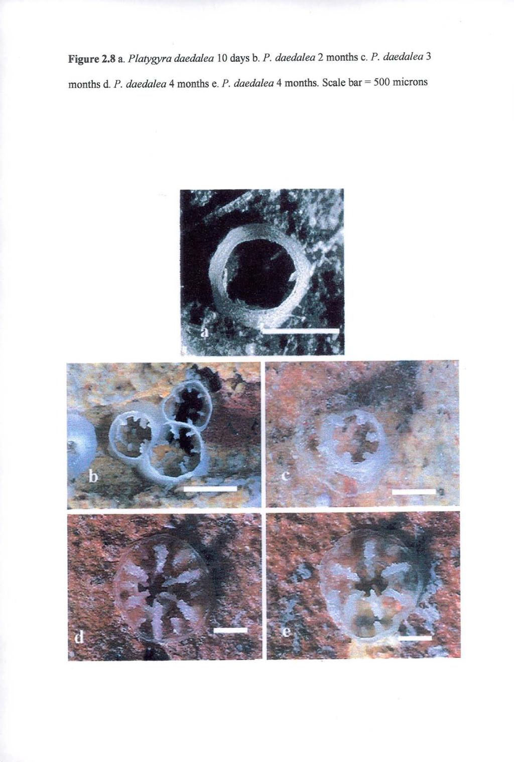Figure 2.8 a. Platygyra daedalea 10 days b. P. daedalea 2 months c. P. daedalea 3 months d.