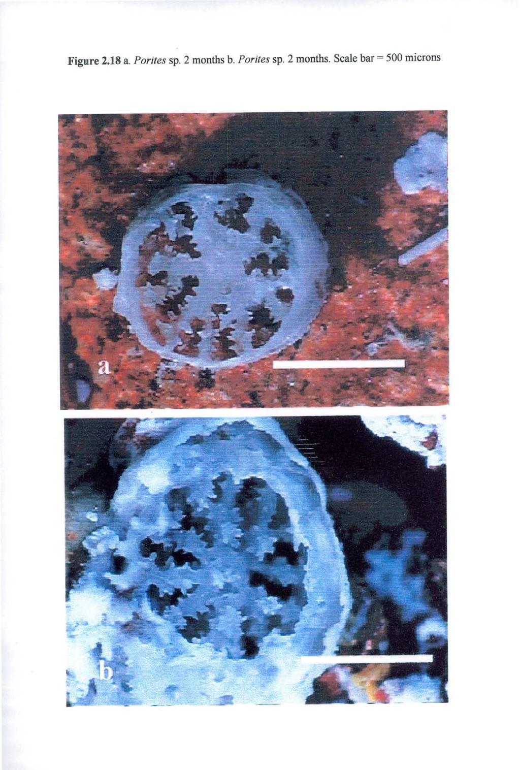 Figure 2.18 a. Porites sp. 2 months b.
