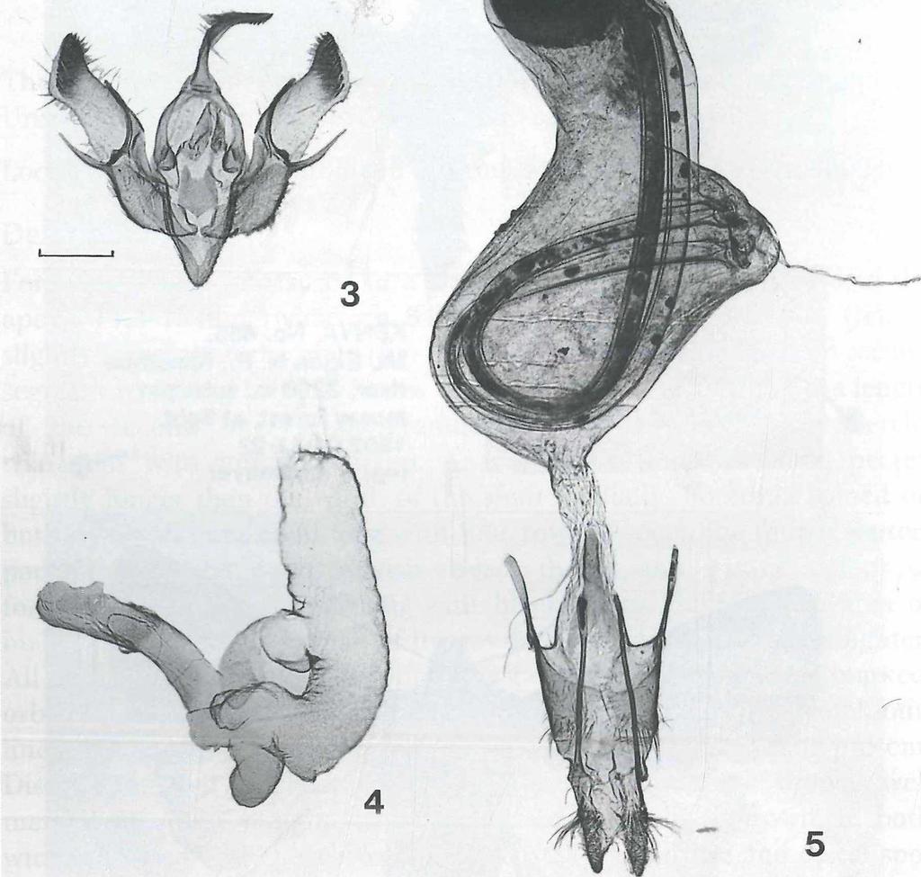 162 A Figs. 3-5: Euxoa (Euxoa) haeberleorum sp. n., genitalia. Fig. 3: <$, CP 2597 Fibiger, scale = 1 mm. Fig. 4: aedeagus with everted vesica. Fig. 5: $, GP 2598 Fibiger. wide as aedeagus.