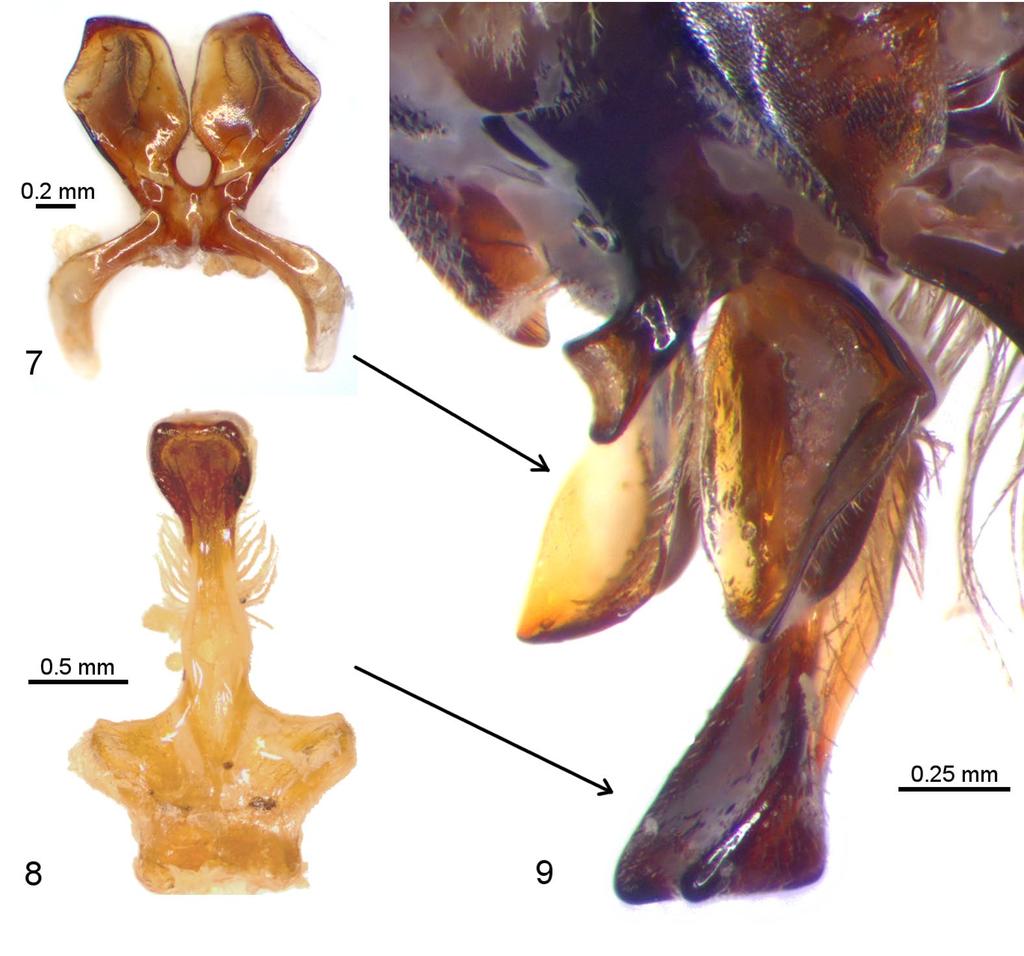 2017 Bossert & Patiny: Male of Systropha macronasuta 5 Figures 7 9. Details of male metasomal sterna 6 8 of Systropha (Austrosystropha) macronasuta Strand. 7. Sternum 7. 8. Sternum 8. 9. Metasomal sterna in natural position, lateral view.