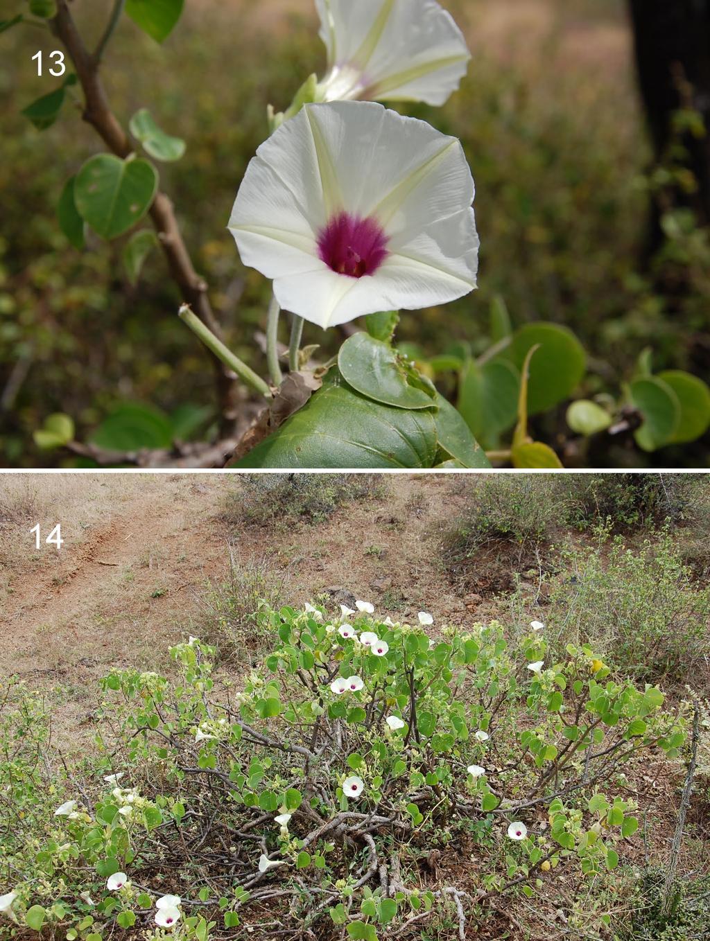 2017 Bossert & Patiny: Male of Systropha macronasuta 7 Figures 13 14. Photographs of the host plant, Ipomoea sp. (likely Ipomoea spathulata Hallier f.) in Kenya (photographs by B. Danforth). 13. Inflorescence detail.
