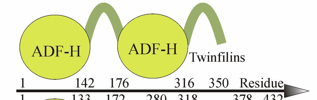 Twinfilin Composed of tandem repeat of ADF- domains (twf-n and twf-c), connected with a 35-residue linker and followed by an extended