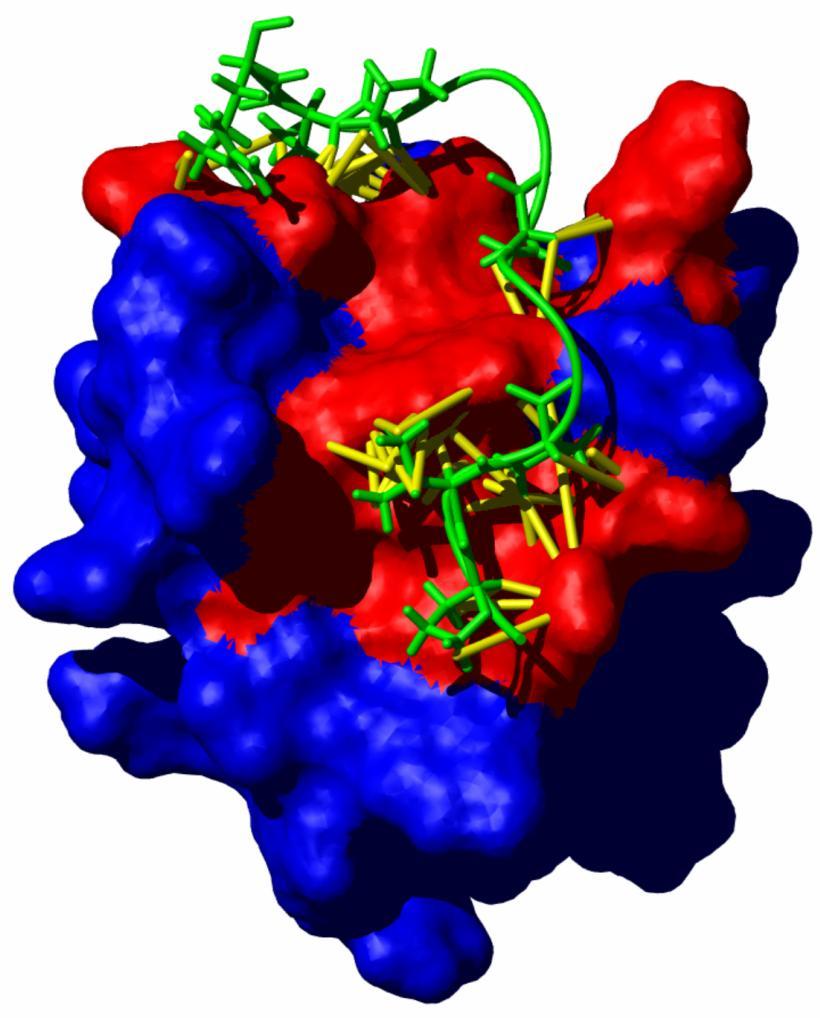 proteins Protein ligand