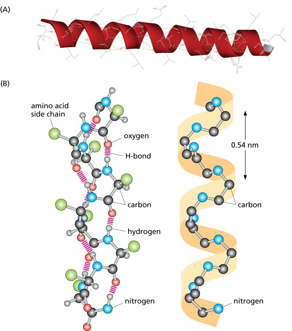 -Helix Sequence of angles forming a regularly structured helix Additional bonds between amino and carboxyl groups