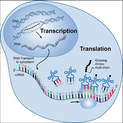 DNA Transcription RNA Translation