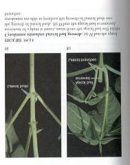 Auxin:Cytokinin Interactions Shoot and root apical dominance auxins inhibit lateral bud growth in stems, cytokinins stimulate it!