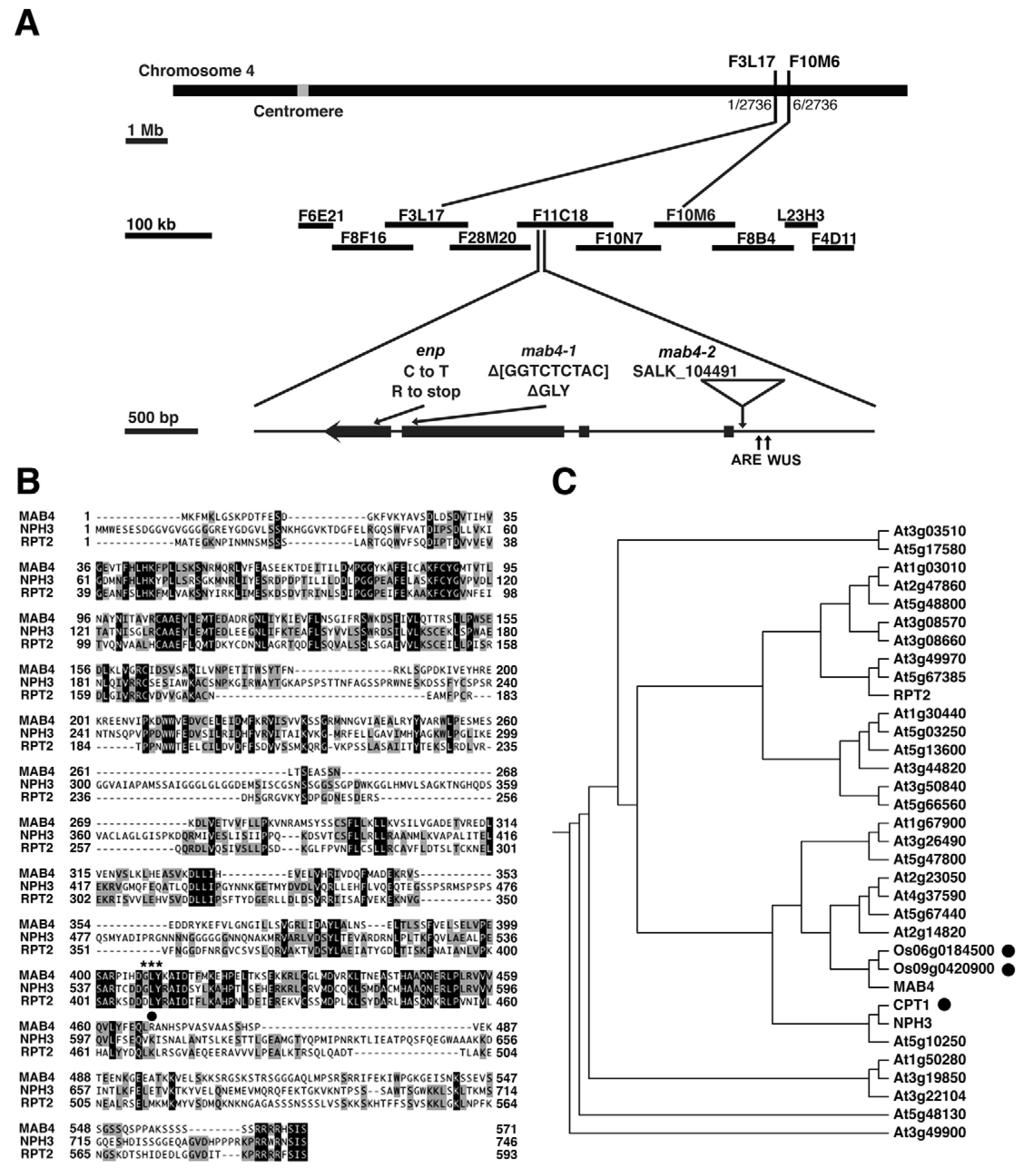 MAB4/ENP gene of Arabidopsis thaliana RESEARCH ARTICLE 3853 Fig. 2. Identification of the MAB4/ENP gene. (A) Map-based cloning.