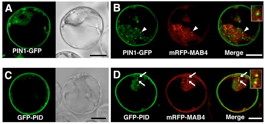 3856 RESEARCH ARTICLE Development 134 (21) Fig. 6. Spatial relationship between PIN1, PID and MAB4/ENP in cultured Arabidopsis cells.