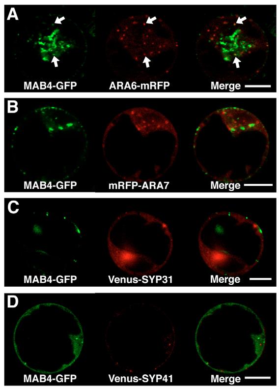 GFP fluorescence images (left) and Nomarski image (right) were taken with an epifluorescence microscope. (B,D) Localization of PIN1-GFP (B), GFP-PID (D) (green; left) and mrfp-mab4/enp (red; middle).