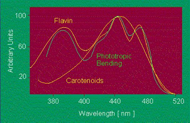 Comparison of the action spectrum of an Avena coleoptile s