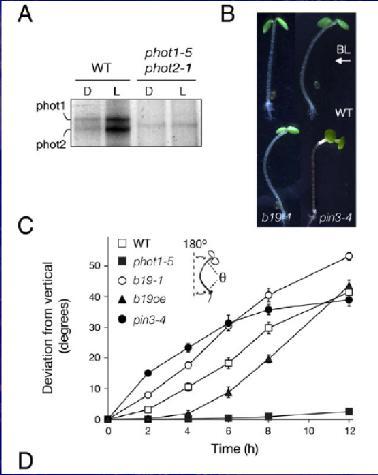 PHOTORECEPTORS Phototropins are the primary photoreceptors controlling phototropism in aerial organs of higher plants that perceive directional blue-light (BL) cues and then stimulate signaling,